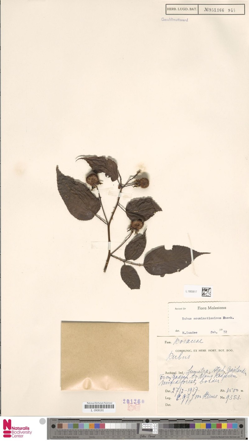 Rubus acuminatissimus photo 6