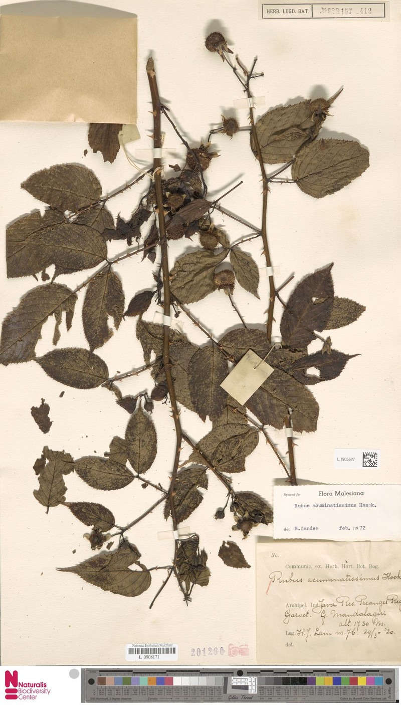 Rubus acuminatissimus photo 8