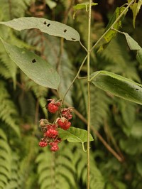 Rubus acuminatus