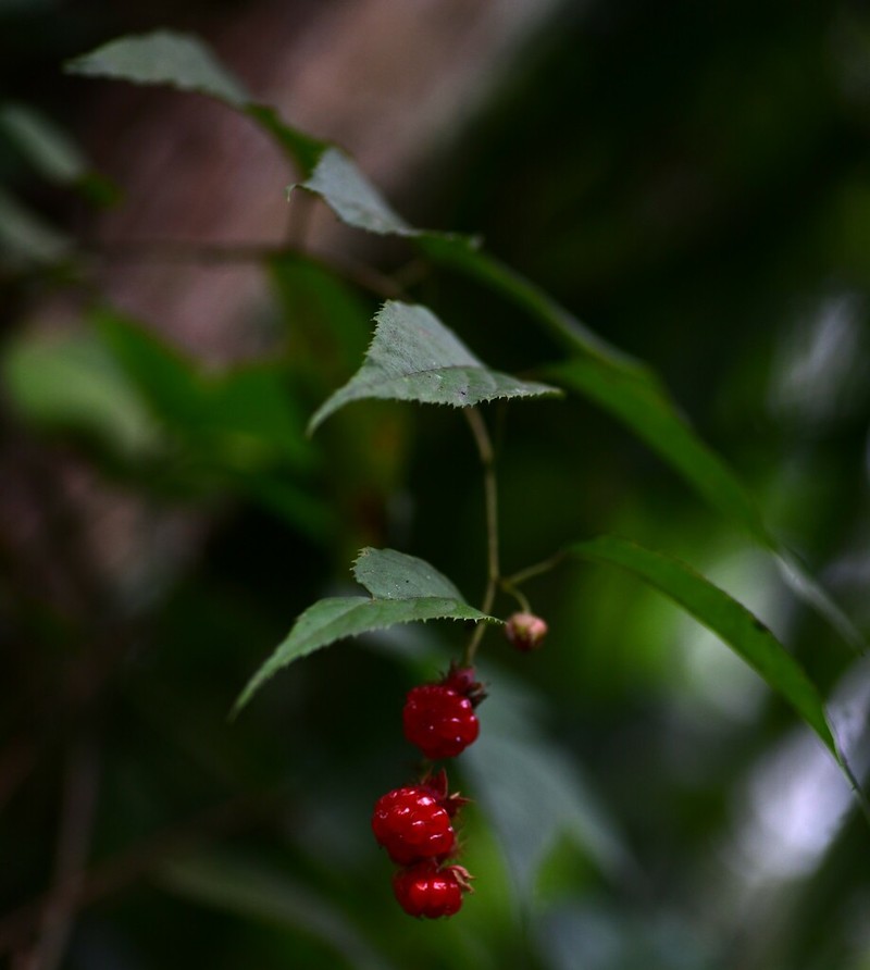 Rubus acuminatus photo 2