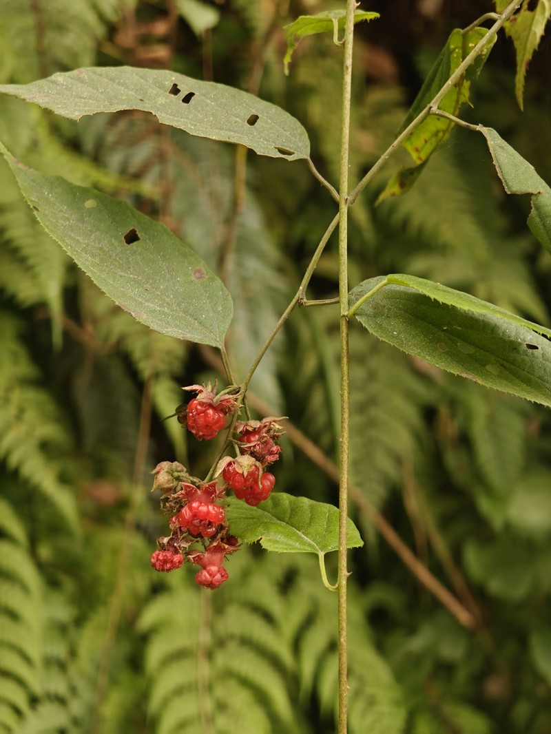 Rubus acuminatus photo 3