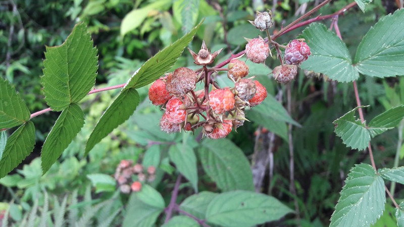 Rubus acuminatus photo 4