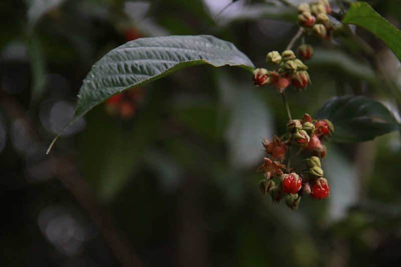 Rubus acuminatus photo 5