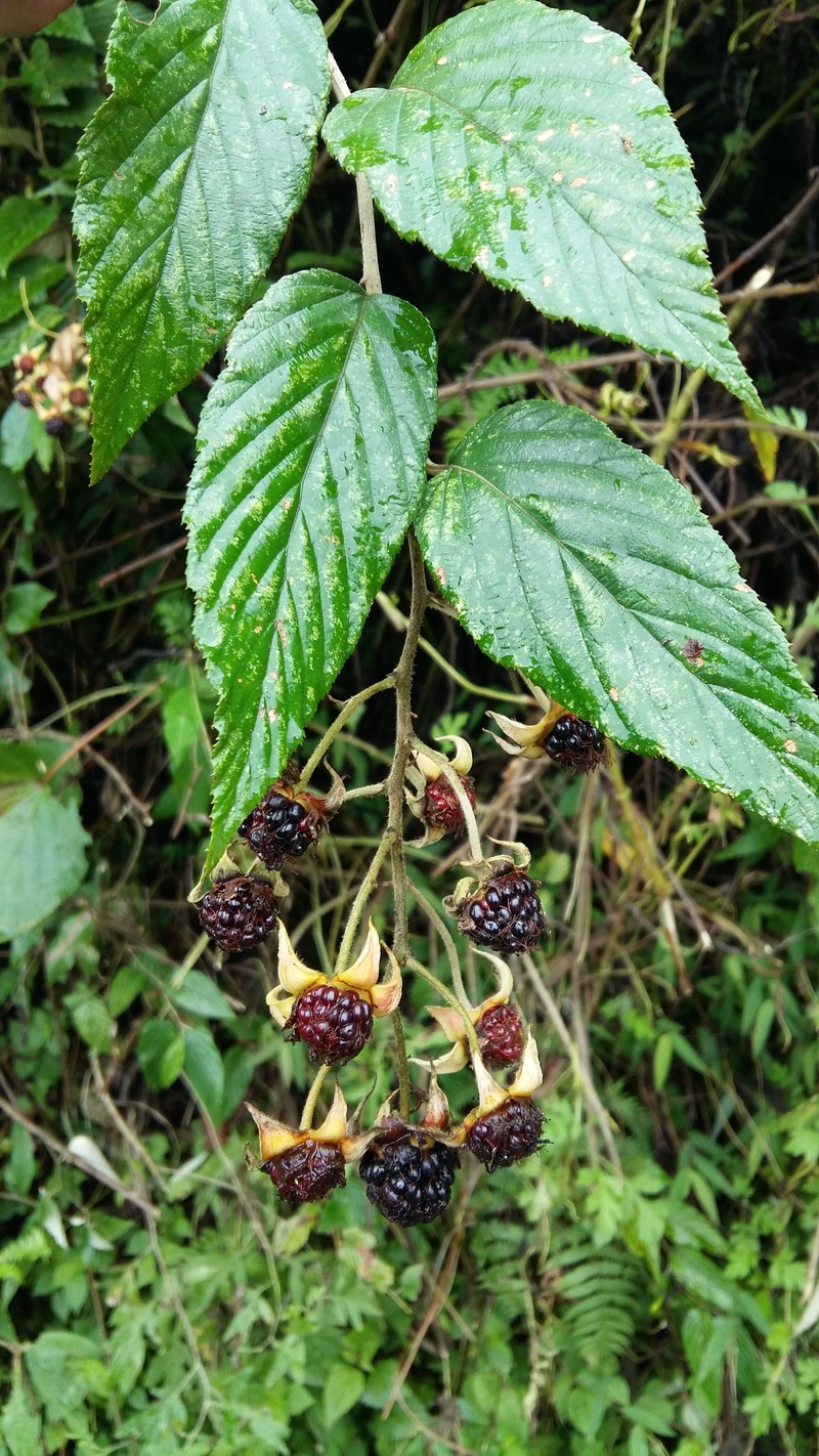 Rubus acuminatus photo 6