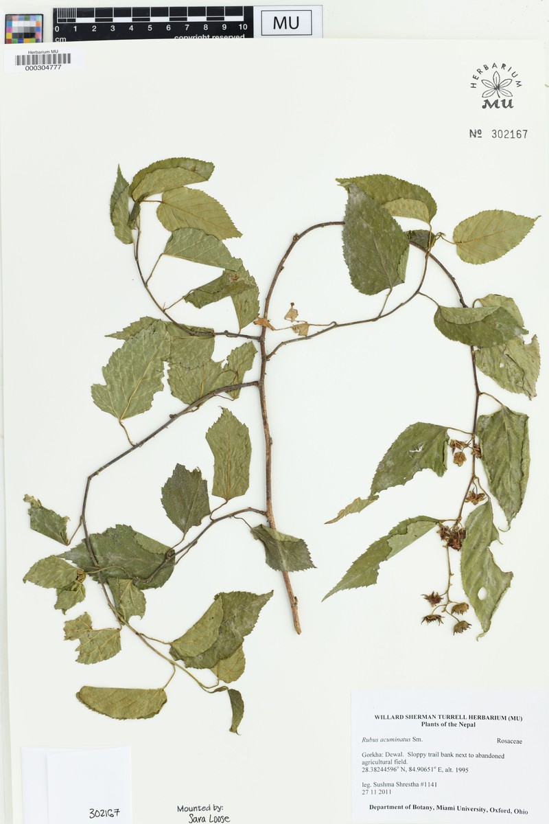 Rubus acuminatus photo 7