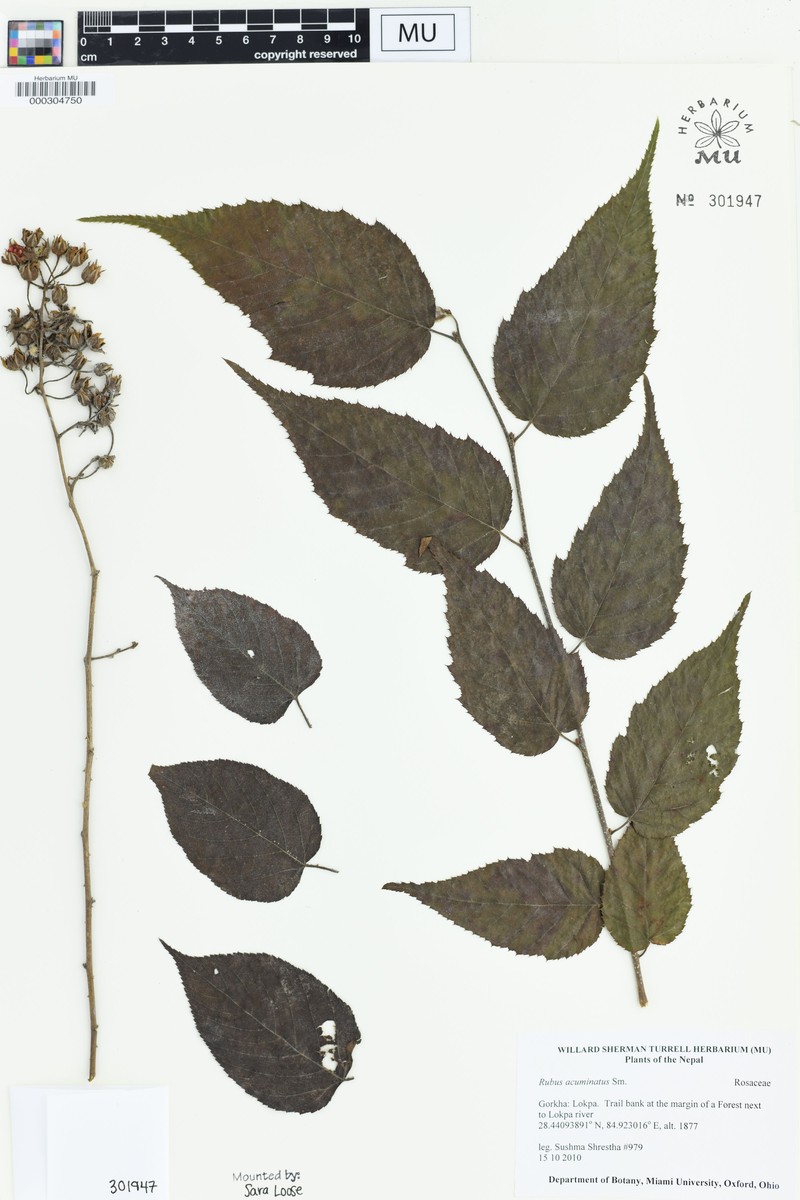 Rubus acuminatus photo 8
