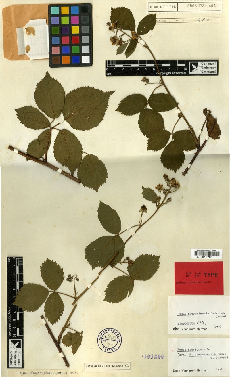 Rubus acutipetalus