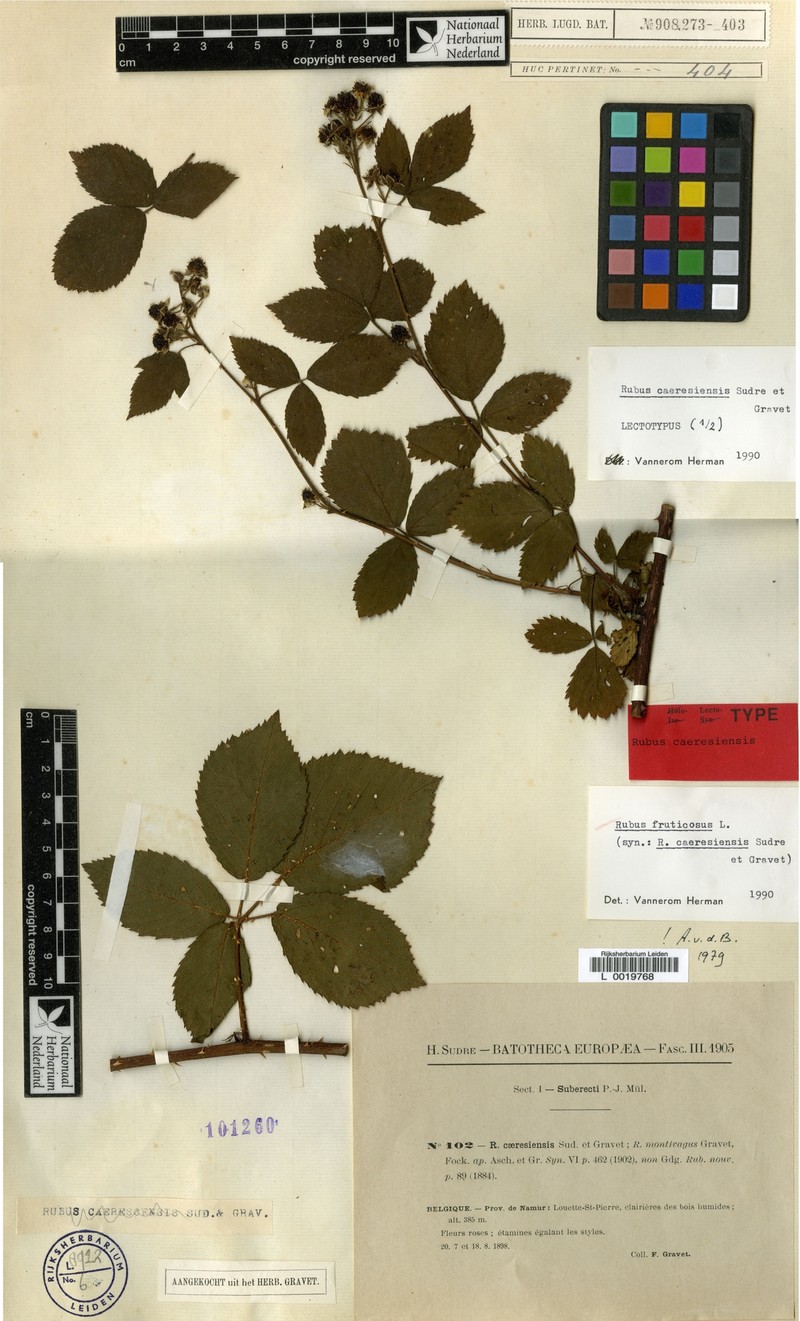 Rubus acutipetalus photo 2