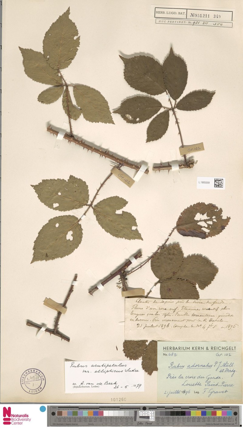 Rubus acutipetalus photo 3