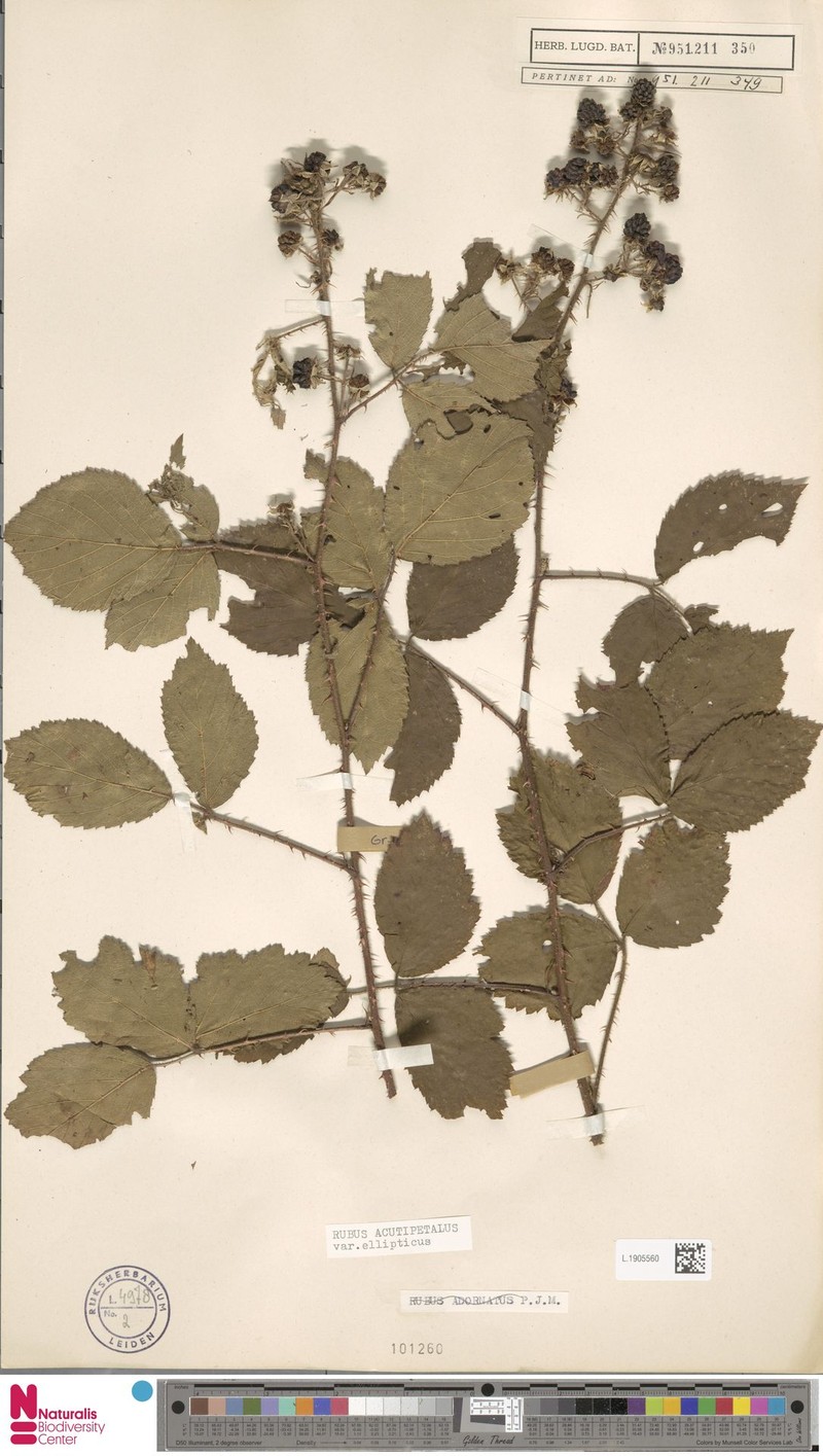 Rubus acutipetalus photo 4