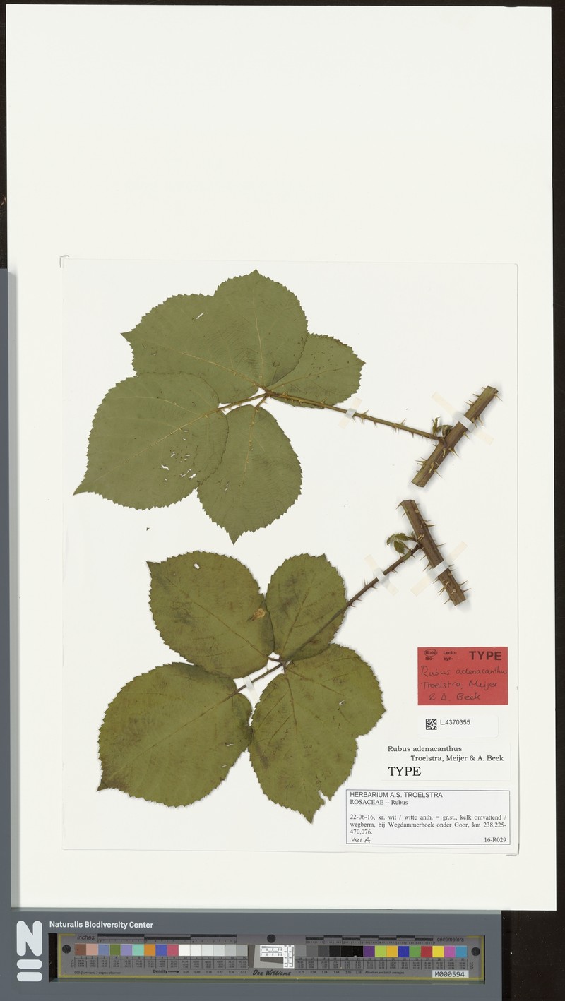 Rubus adenacanthus