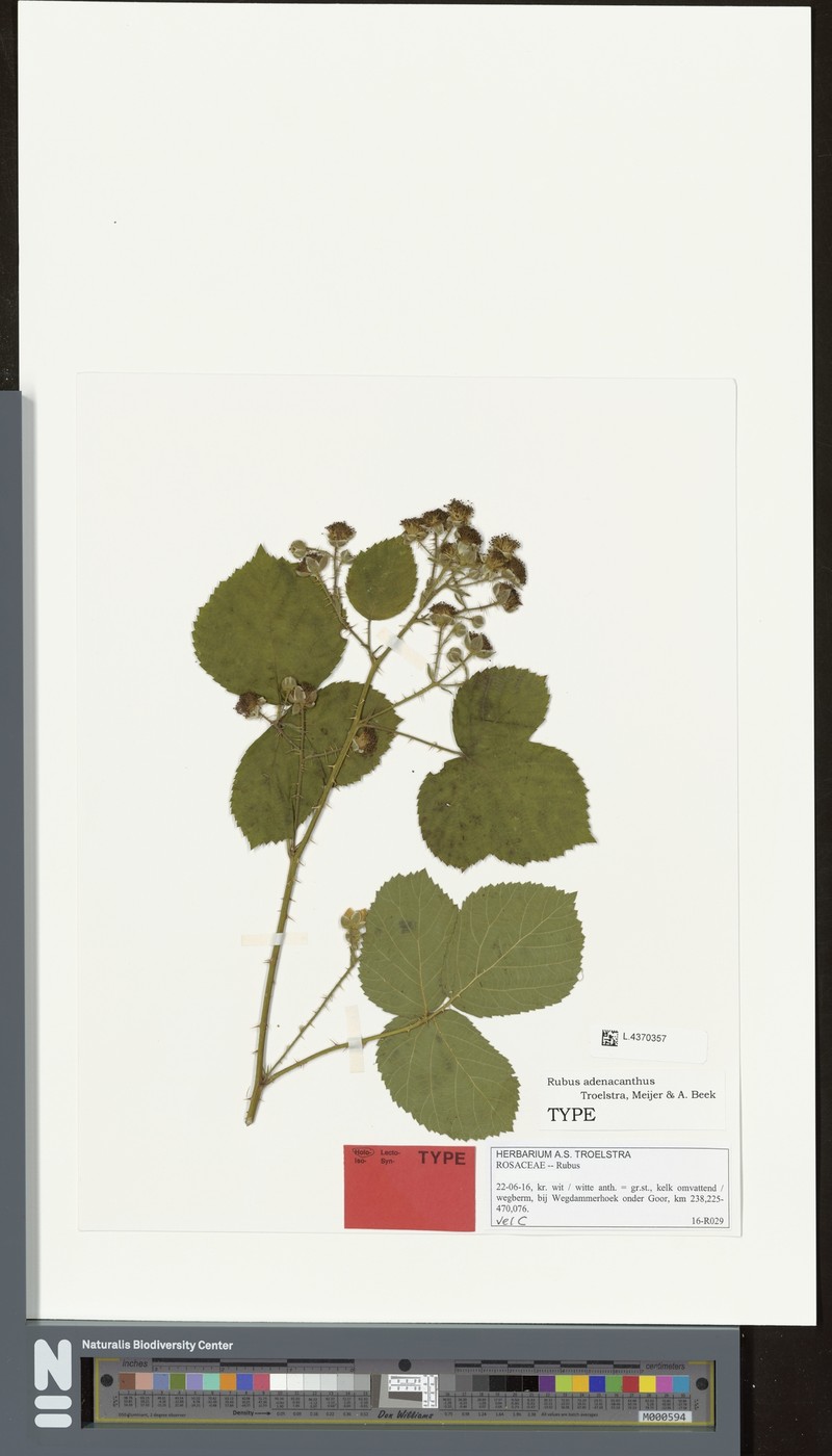 Rubus adenacanthus photo 2