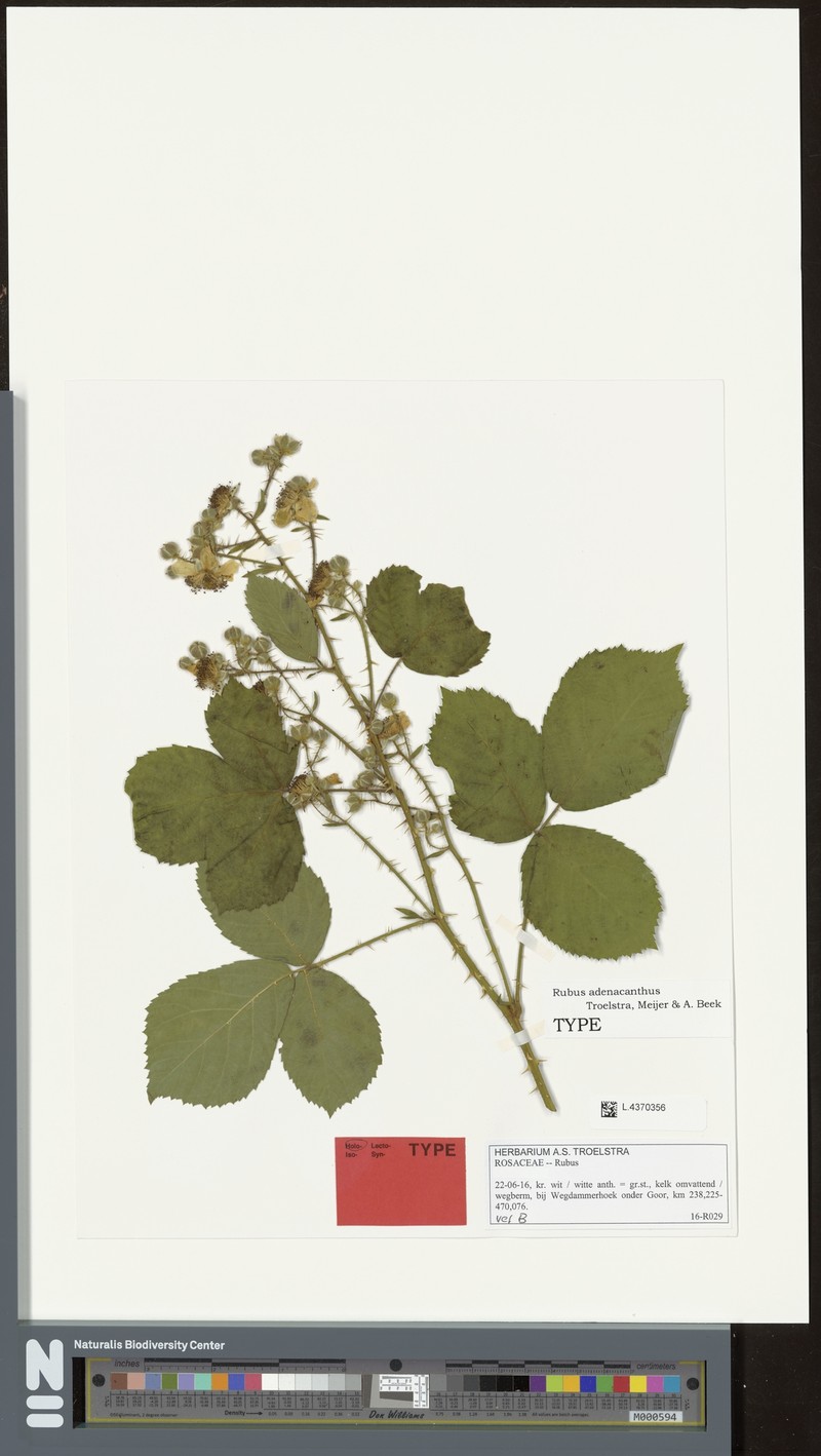 Rubus adenacanthus photo 3