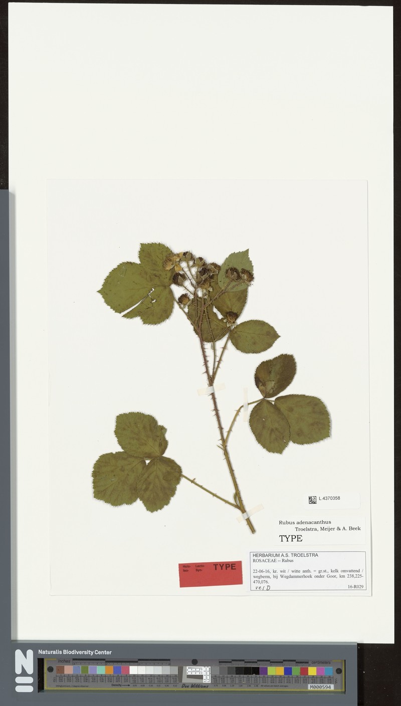 Rubus adenacanthus photo 4