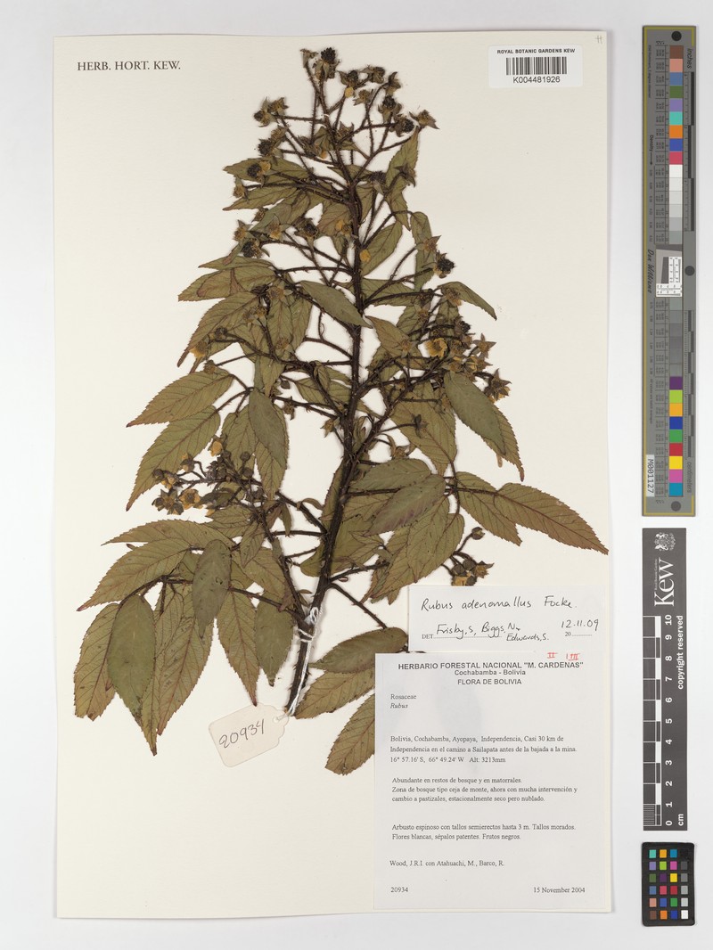 Rubus adenomallus