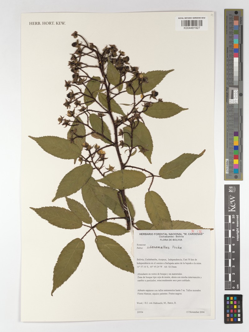 Rubus adenomallus photo 3
