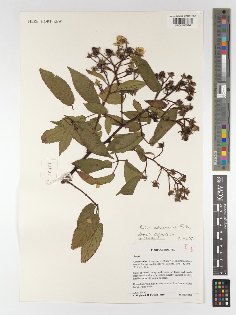 Rubus adenomallus photo 4