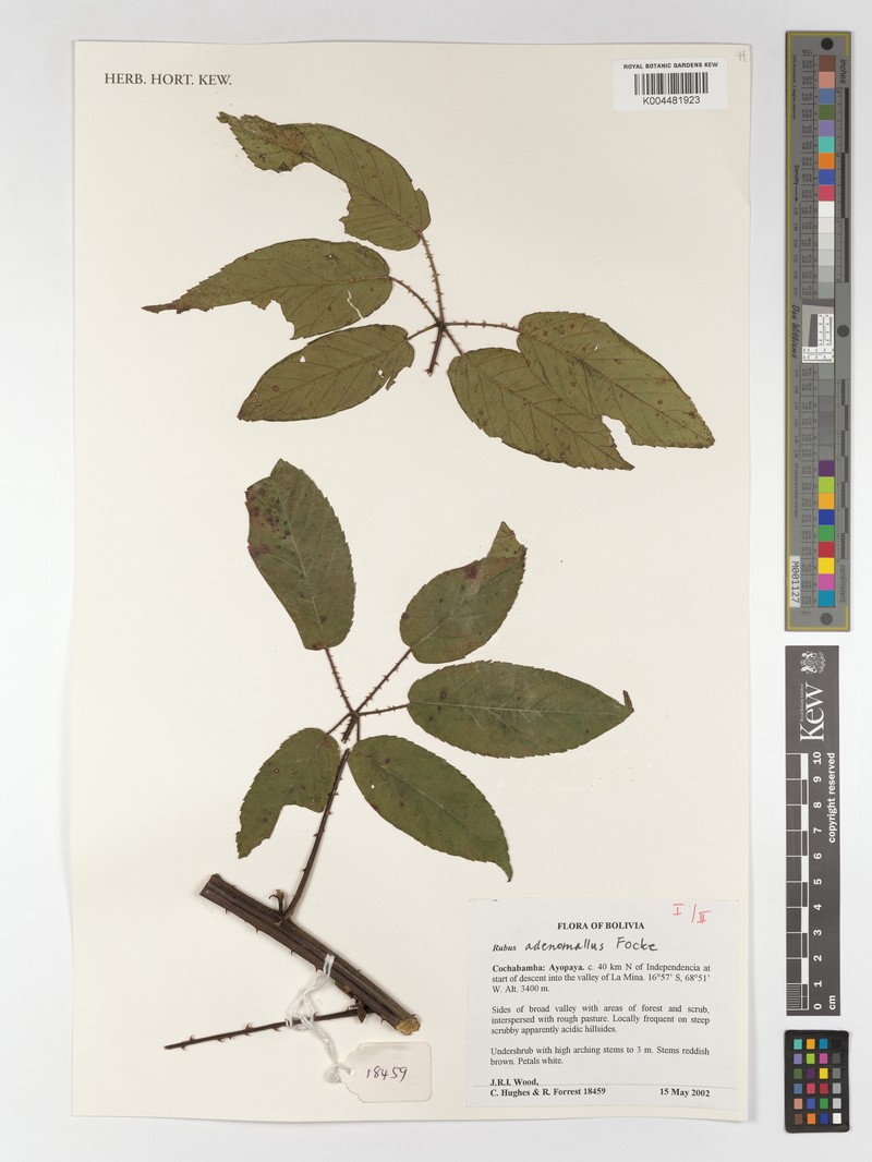 Rubus adenomallus photo 5