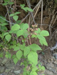 Rubus adenophorus
