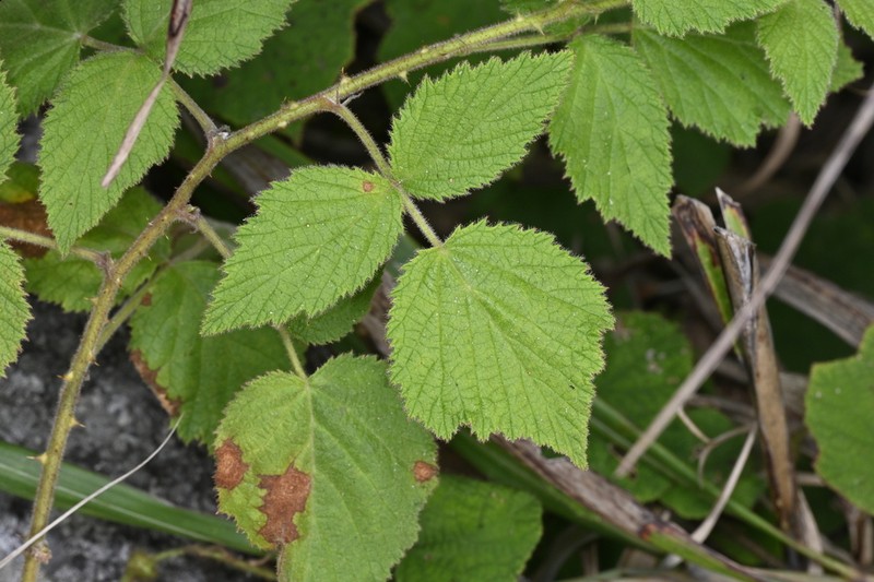 Rubus adenophorus photo 2