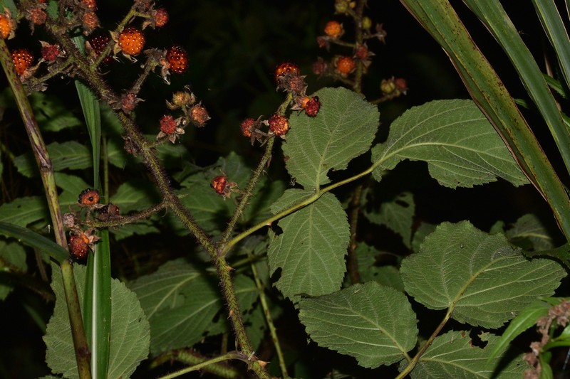 Rubus adenophorus photo 3