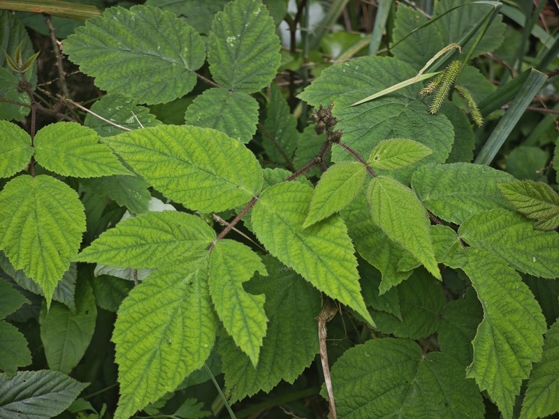 Rubus adenophorus photo 4