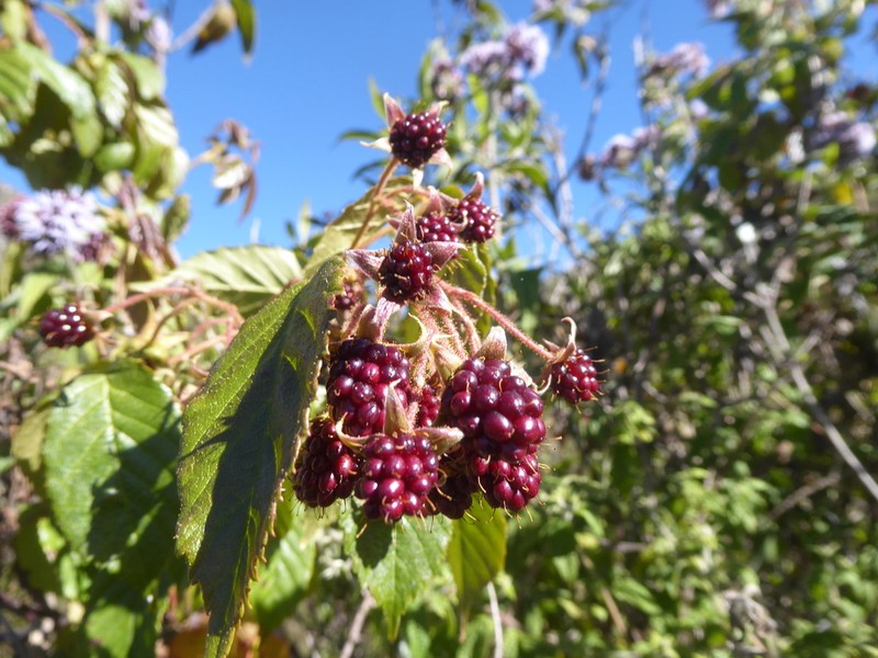 Rubus adenothallus