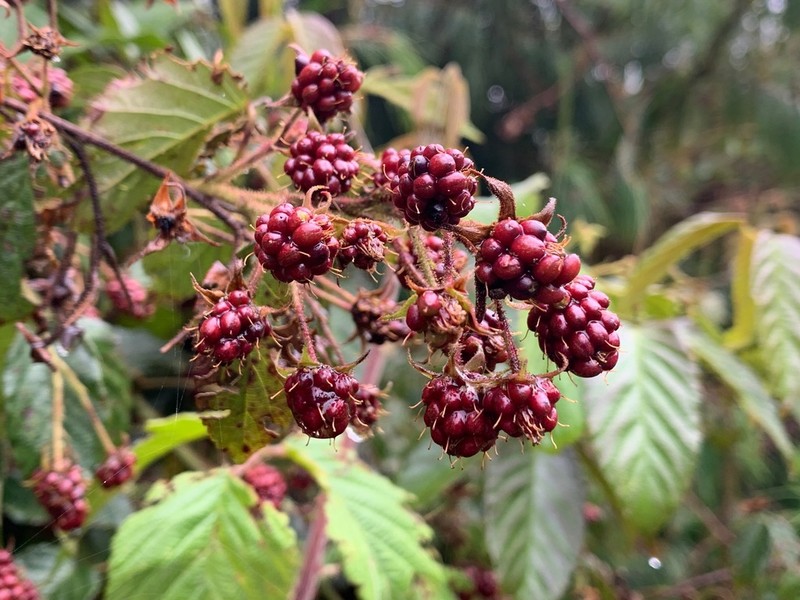 Rubus adenothallus photo 2