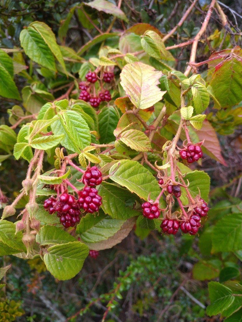 Rubus adenothallus photo 3