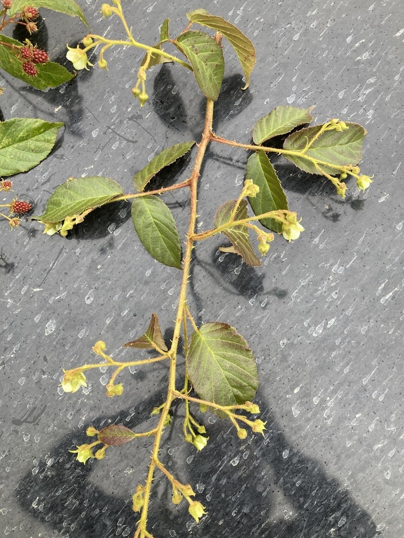 Rubus adenothallus photo 4