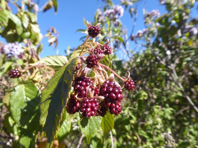 Rubus adenothallus photo 6