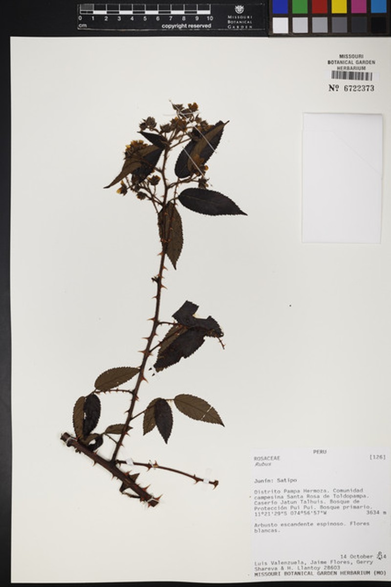 Rubus adenothallus photo 7