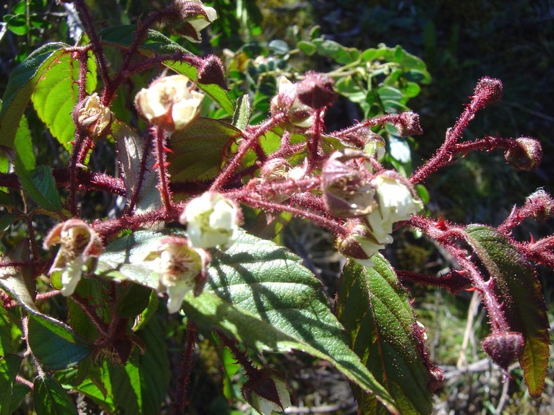 Rubus adenothallus photo 8