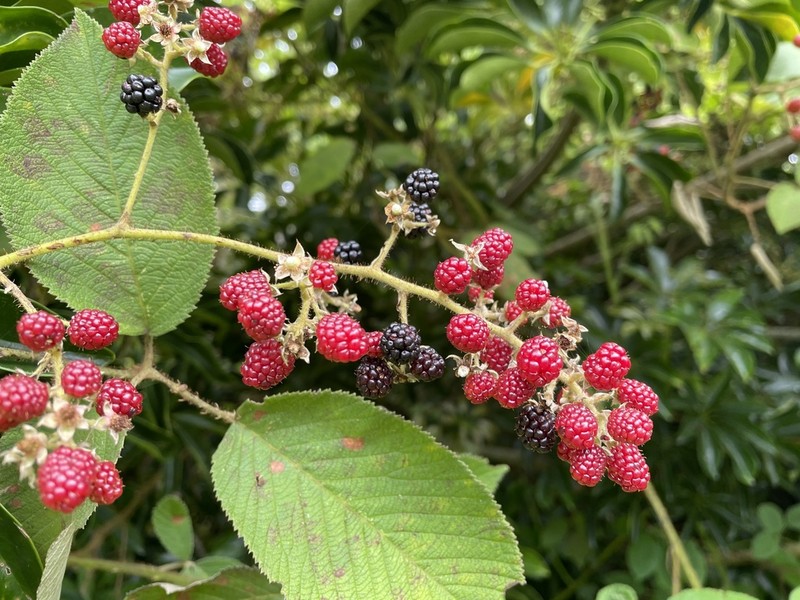 Rubus adenotrichos