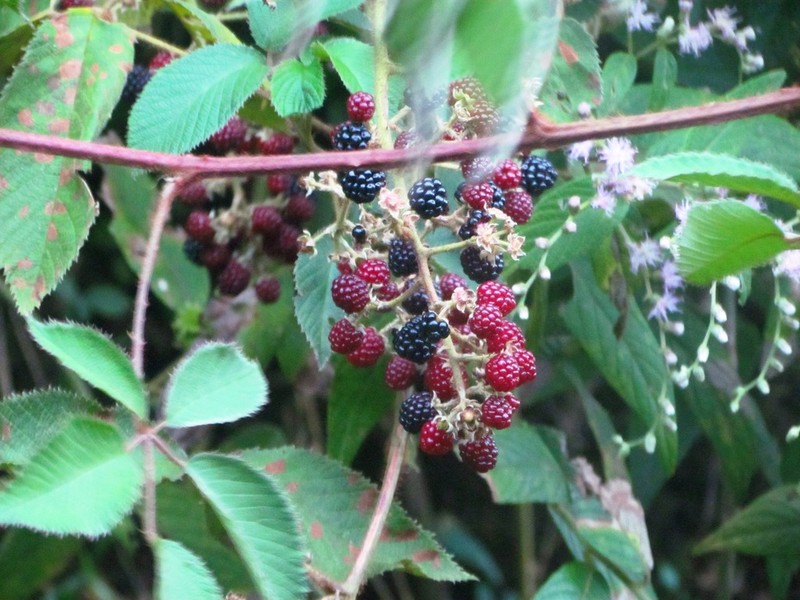 Rubus adenotrichos photo 2