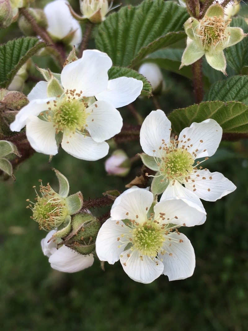Rubus adenotrichos photo 3