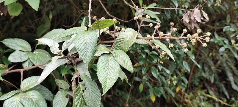 Rubus adenotrichos photo 4