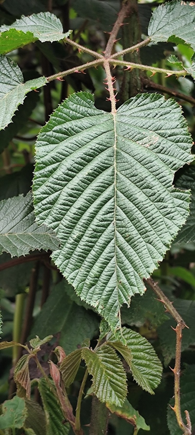 Rubus adenotrichos photo 5