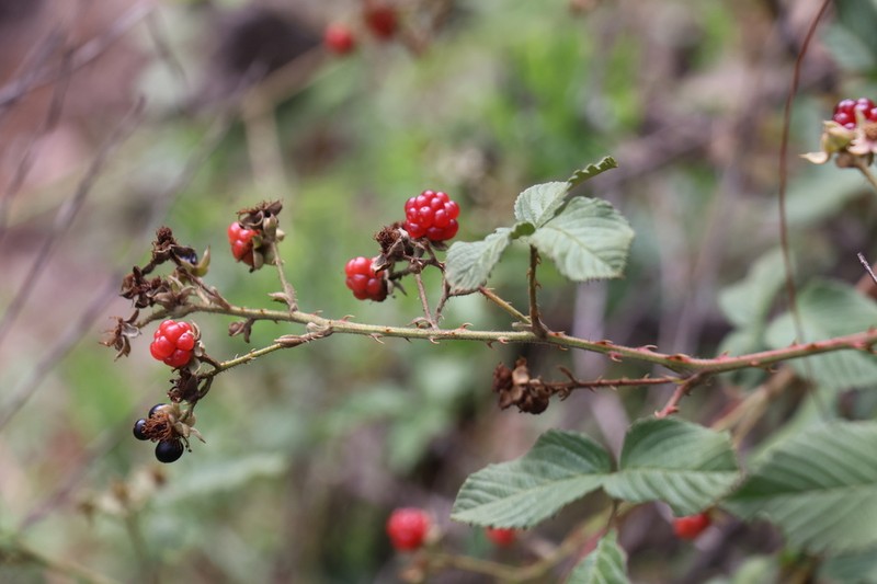 Rubus adenotrichos photo 7
