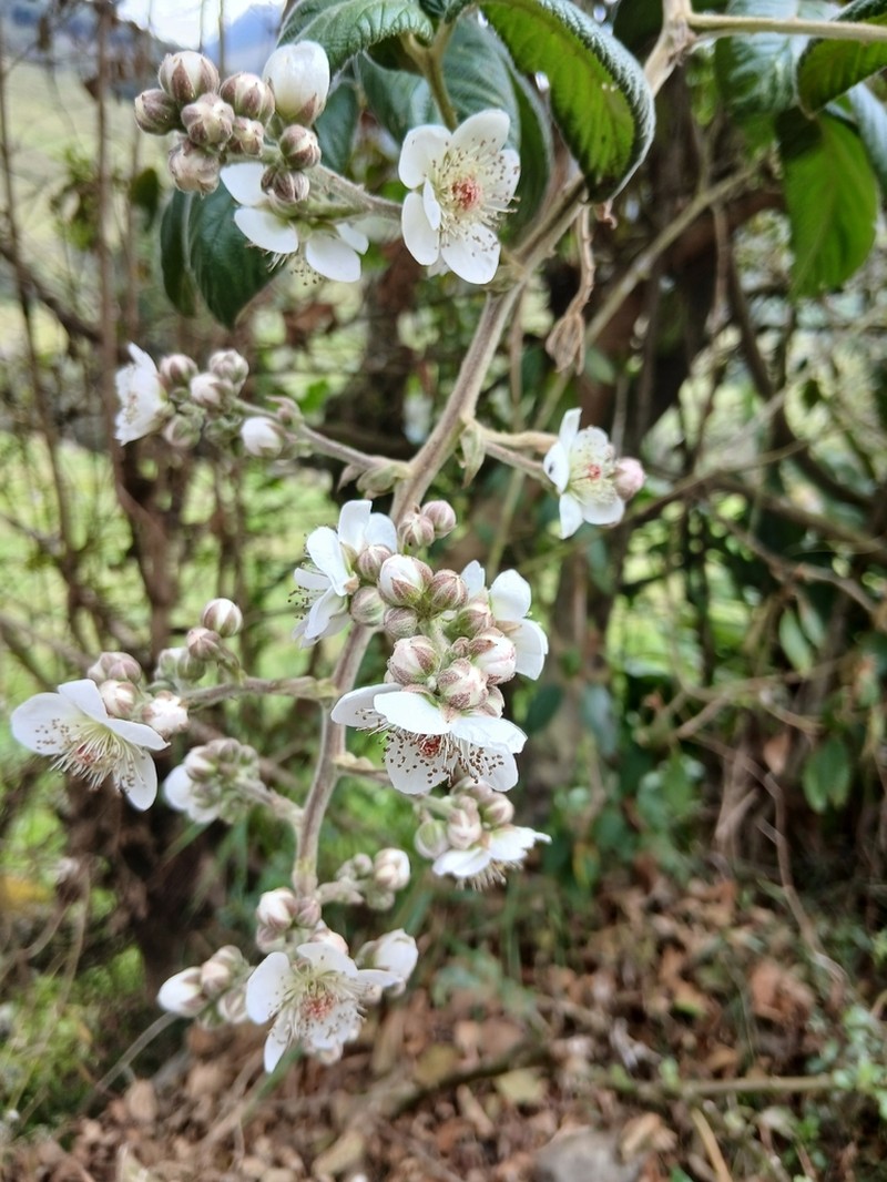 Rubus adenotrichos photo 8
