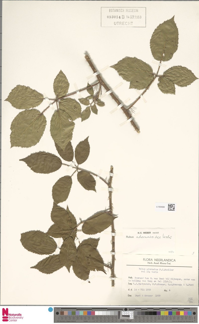Rubus adornatoides