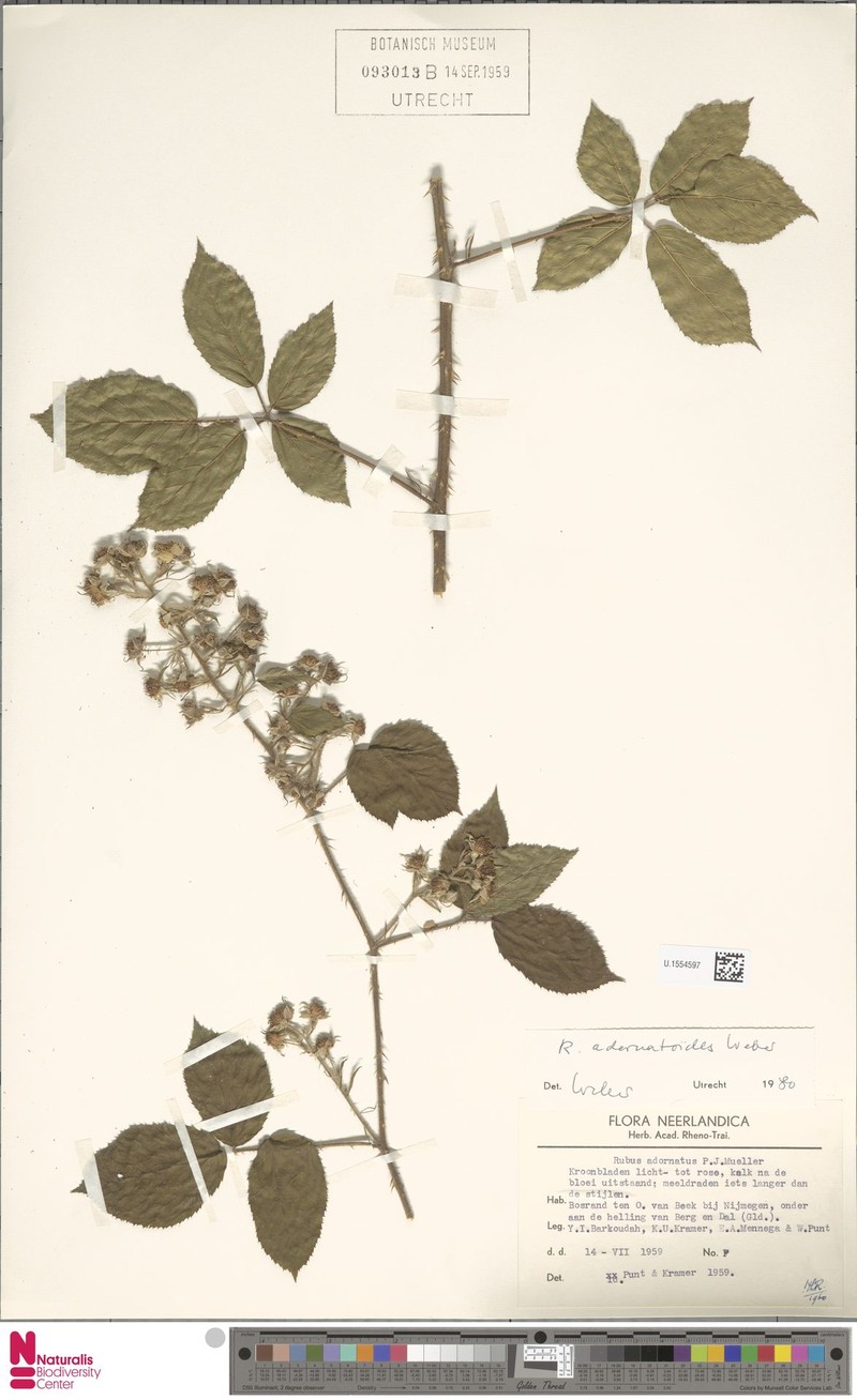Rubus adornatoides photo 2