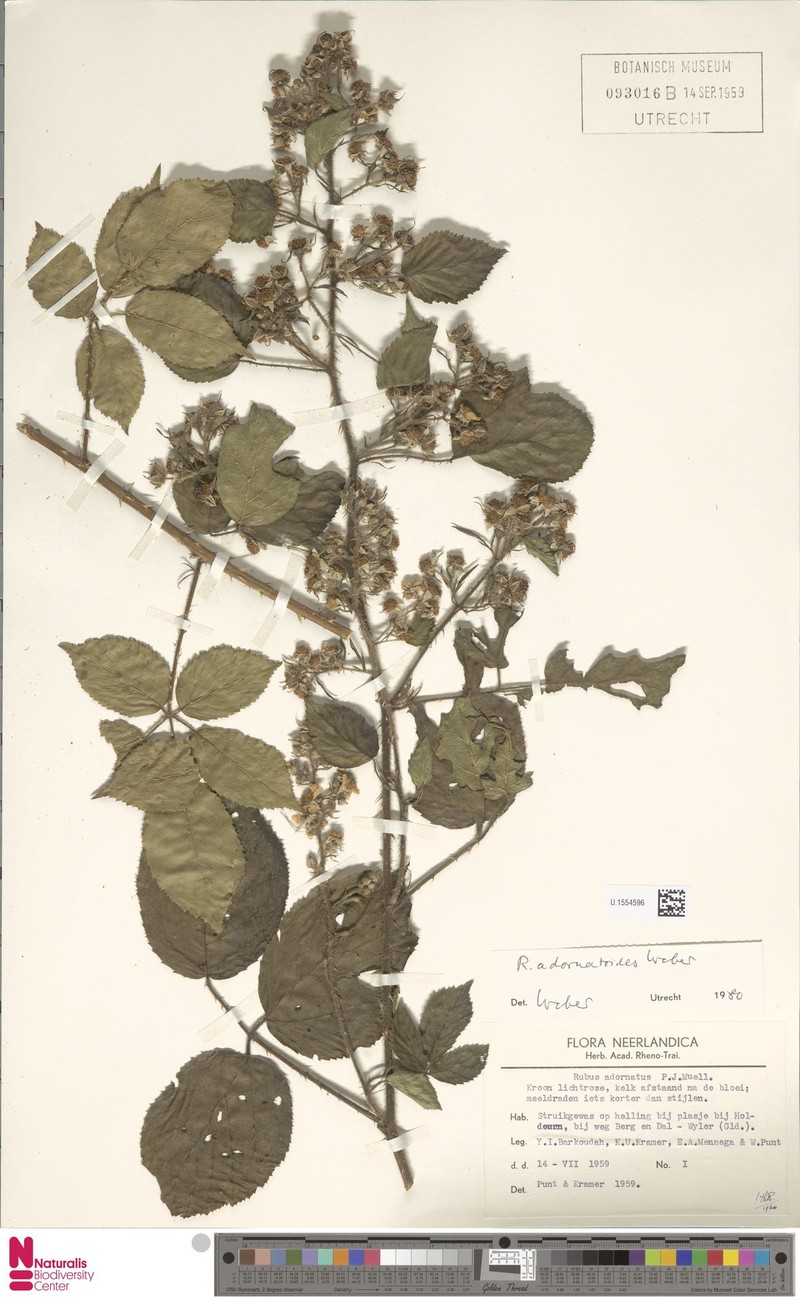 Rubus adornatoides photo 3