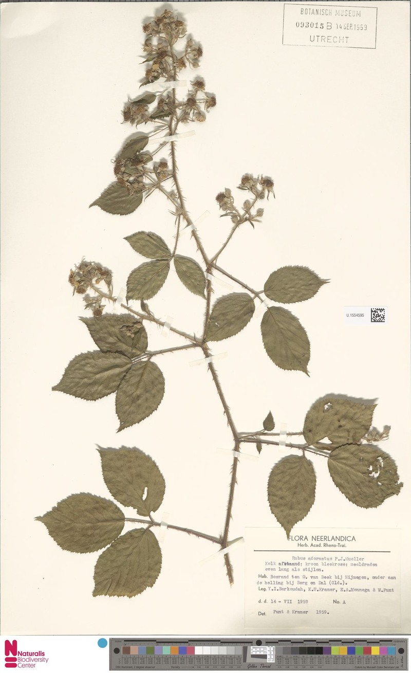 Rubus adornatoides photo 4