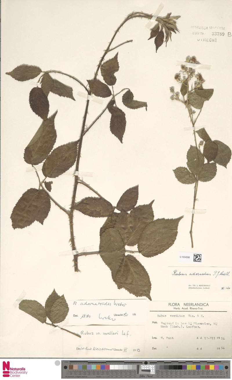 Rubus adornatoides photo 5