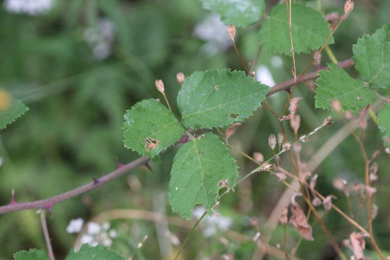 Rubus adscitus