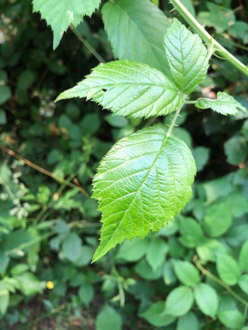 Rubus adscitus photo 2