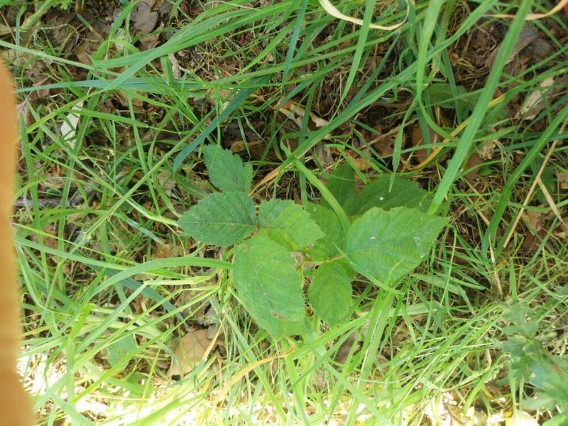 Rubus adscitus photo 3