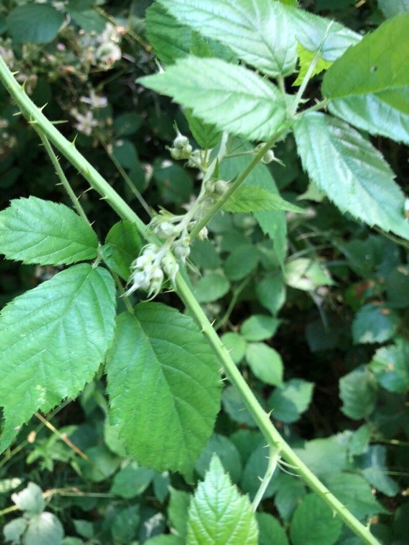 Rubus adscitus photo 4