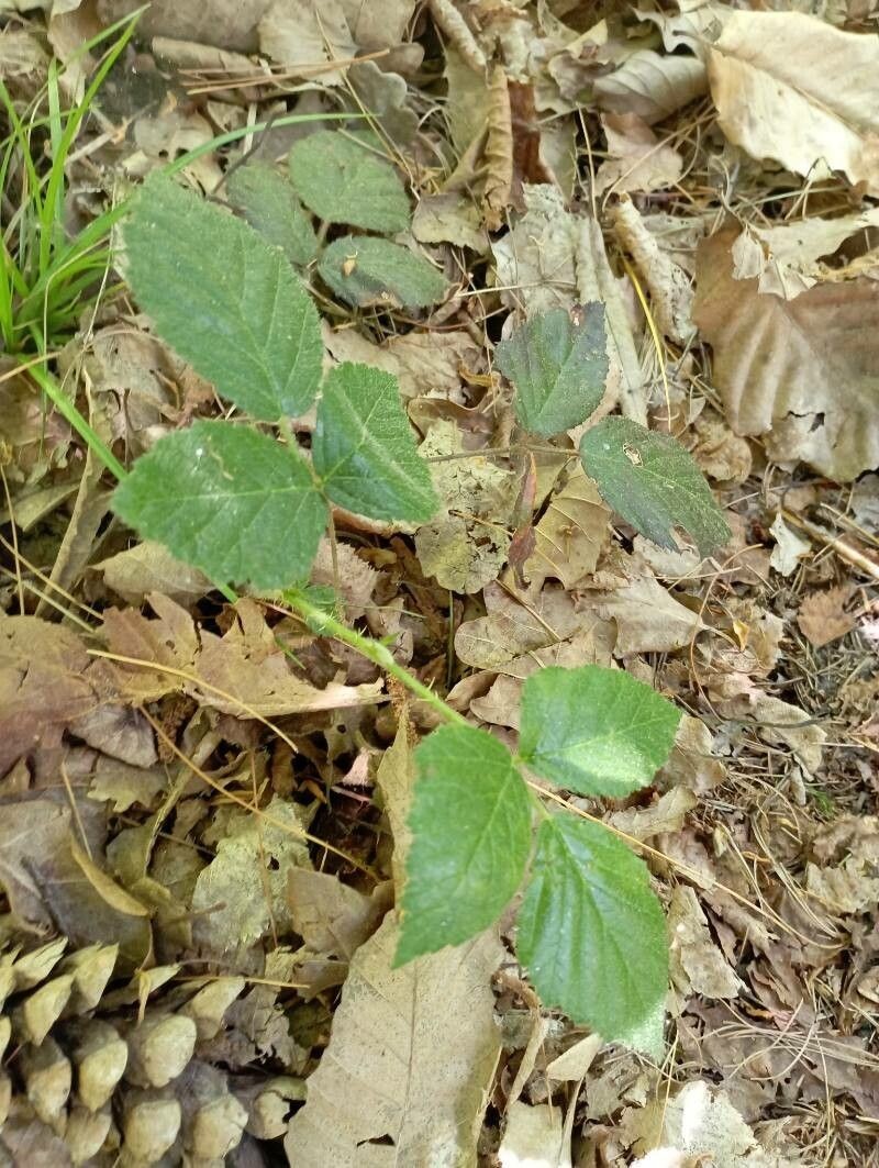 Rubus adscitus photo 5
